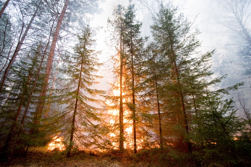 Лесной пожар. ©РИА НОВОСТИ