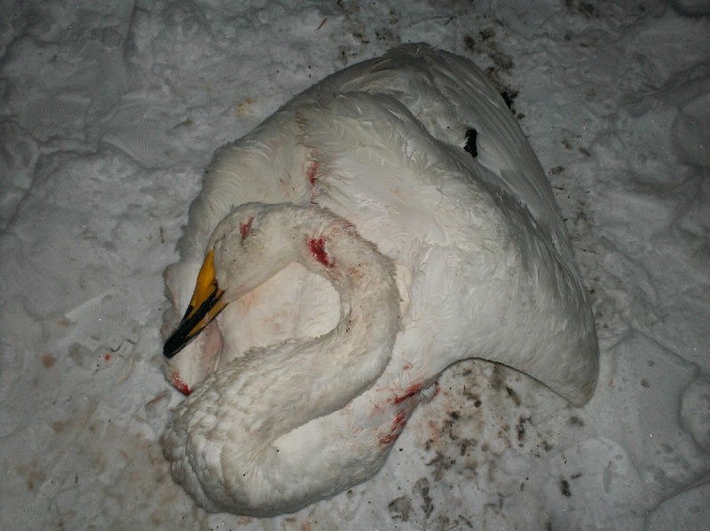 Убитые лебеди-кликуны занесены в Красную книгу. Фото ©Софья Шелепова