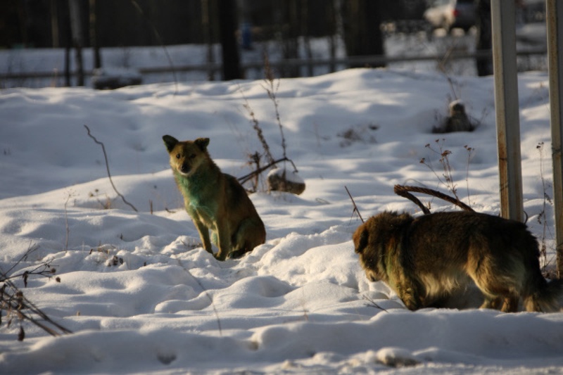 Бродячие собаки. Фото РИА Новости©