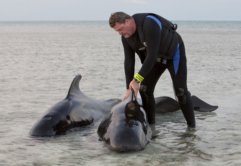 Черные дельфины. Фото REUTERS/Handout©