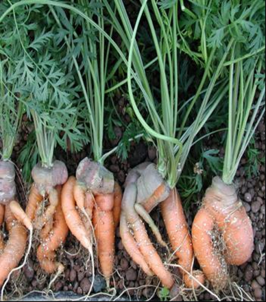 Трансгенная морковь. Фото предоставлено Национальным центром биотехнологии