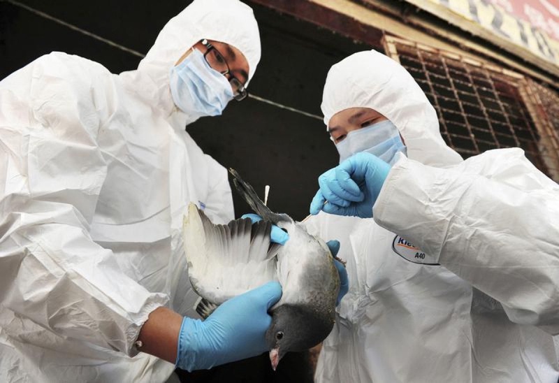 Медики исследуют голубя на признаки вируса H7N9. Фото REUTERS/China Daily©