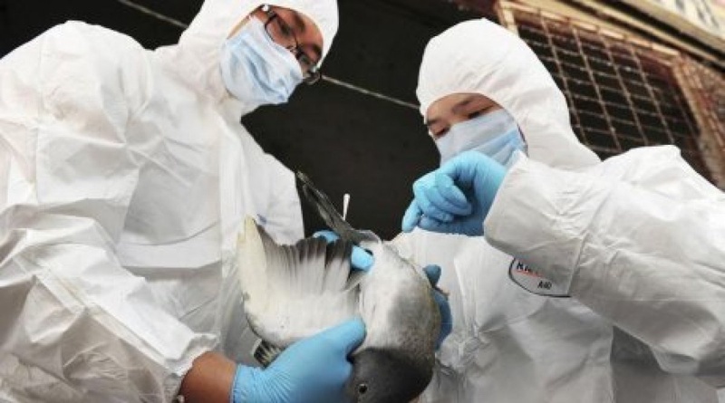 Медики исследуют голубя на признаки вируса H7N9. Фото REUTERS/China Daily©