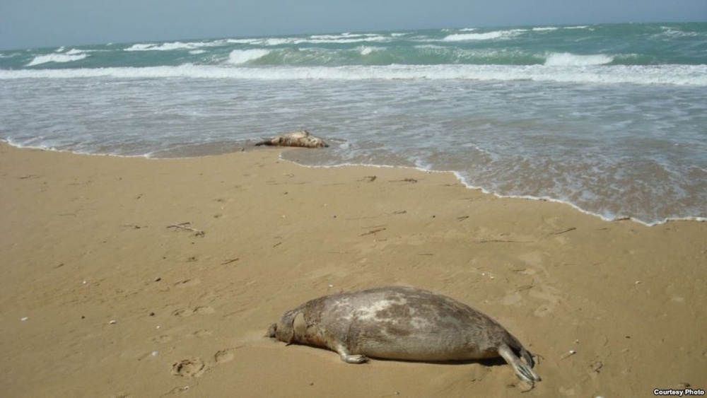 Мертвые тюлени на берегу Каспия. © azattyq.org