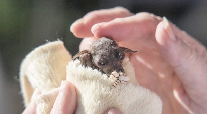 Фото Дин Морган/Australian Bat Clinic and Wildlife Trauma Centre