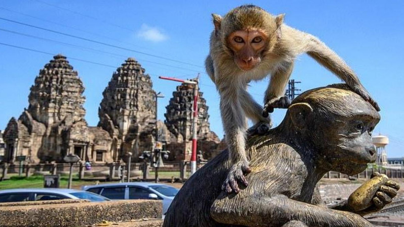 "Дал по морде": турист подрался с обезьянами в Таиланде