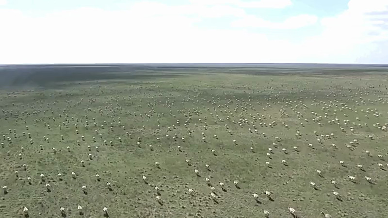 Съемка сайгаков с высоты птичьего полета для подсчета численности. Весна 2023 года