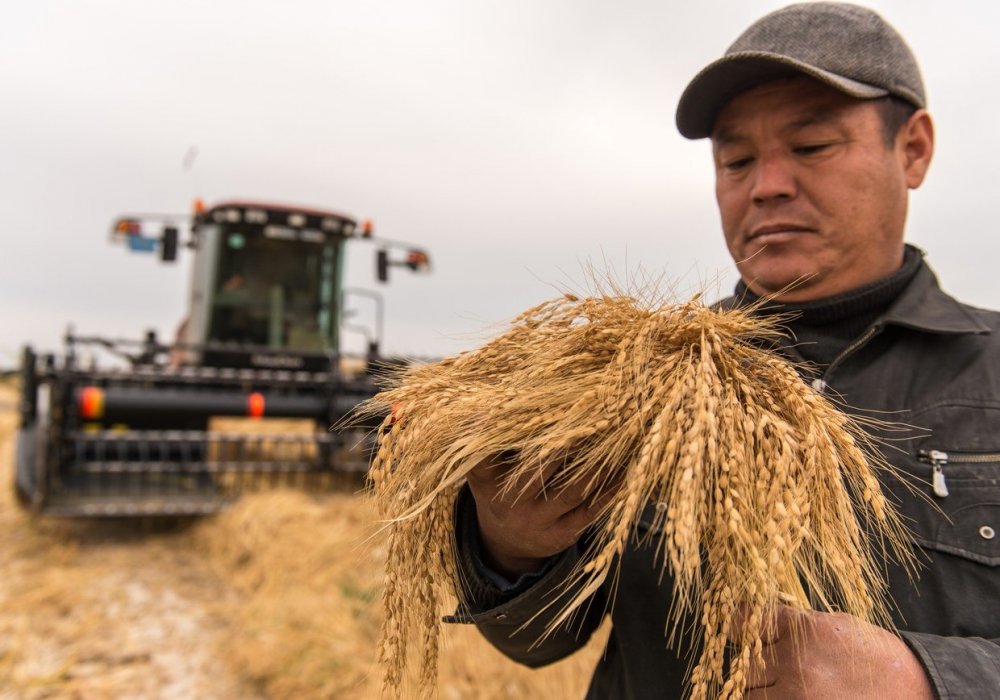 По урожаю риса в Кызылординской области район Шиели бъет рекорды уже многие годы.