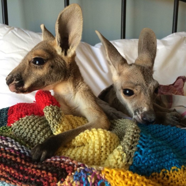 Как брутальный австралиец стал "мамой" для крошечных кенгурят | МИКС  Tengrinews.kz