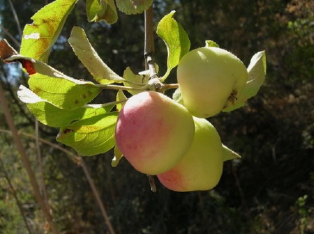 Яблоня Сиверса. Фото с сайта kloop.kz