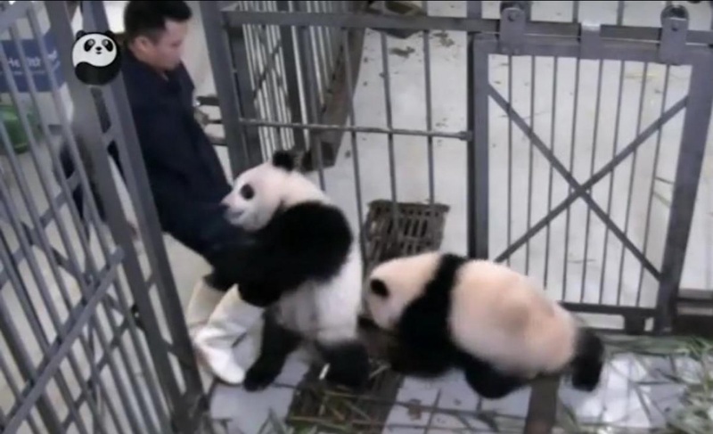 Маленький панда обнимает смотрителя. Скриншот видео с Youtube.com.