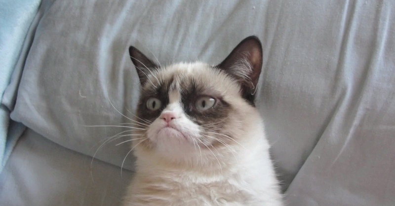 Grumpy Cat. Фото с сайта mashable.com