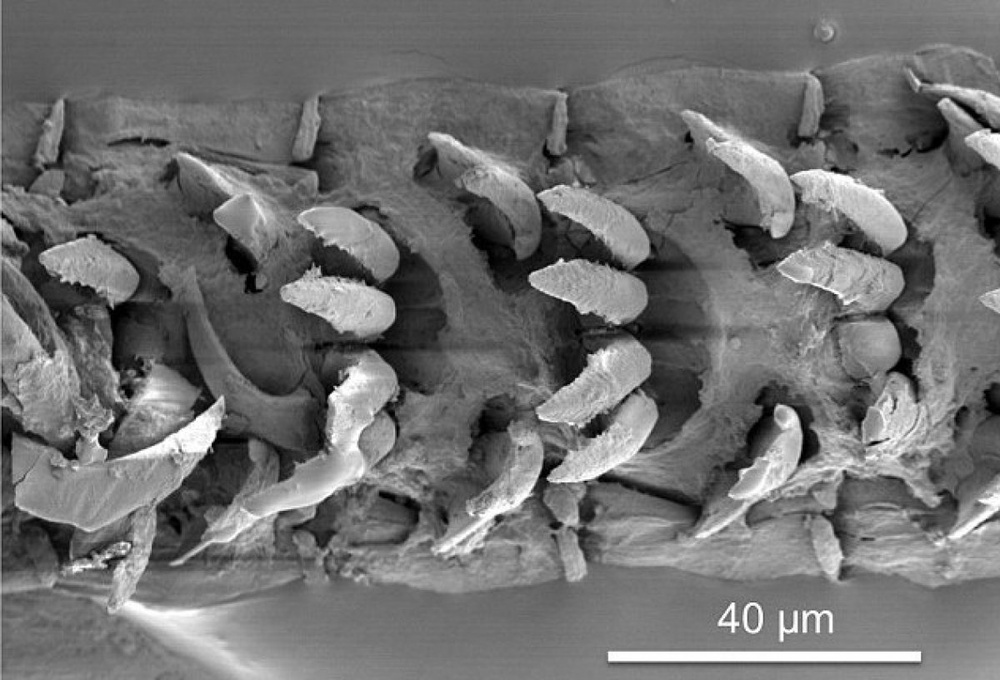 Зубы моллюска Patella vulgata под микроскопом. © National Pictures