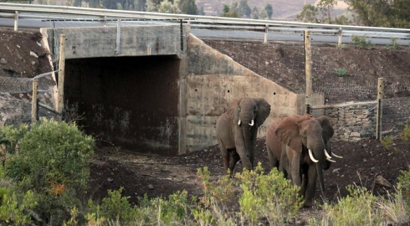Переход для слонов в Кении. © apimages.com