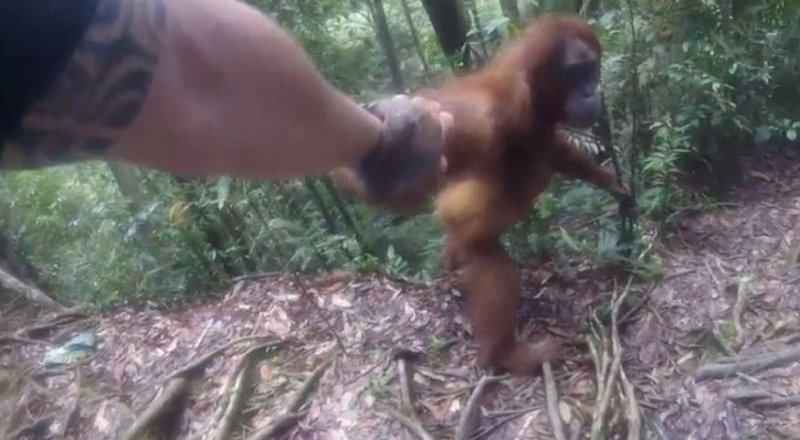 Кадр из видео Clingy Orangutan Gets Too Close For Comfort