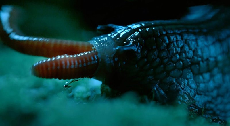 Кадр из видео Rare Giant Snails Feasts On Earthworm - BBC Earth