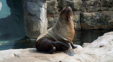 Фото кота из морских дьяволов