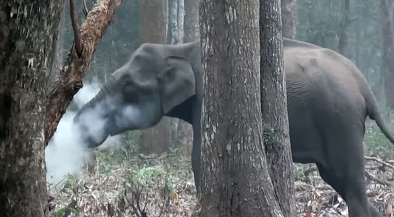 Кадр из видео The Smoking Elephant!