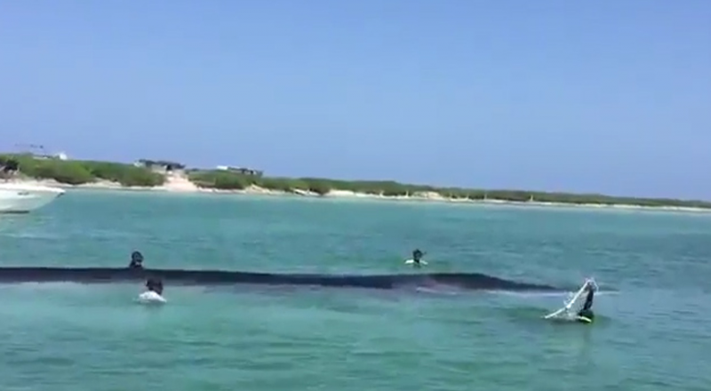Кадр из видео Beached whale near Mexican coast successfully returned to sea / Youtube