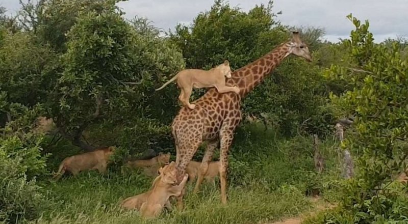 Кадр из видео Giraffe Gives Lions a Ride/Youtube