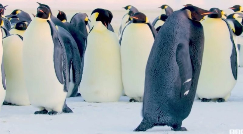 Кадр из видео The Rarest Penguin On Earth | Dynasties Saturdays at 9pm | BBC America