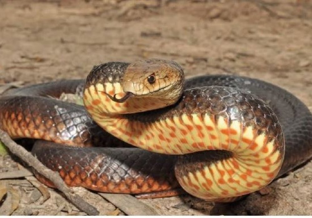 Восточная коричневая змея. Фото из открытых источников