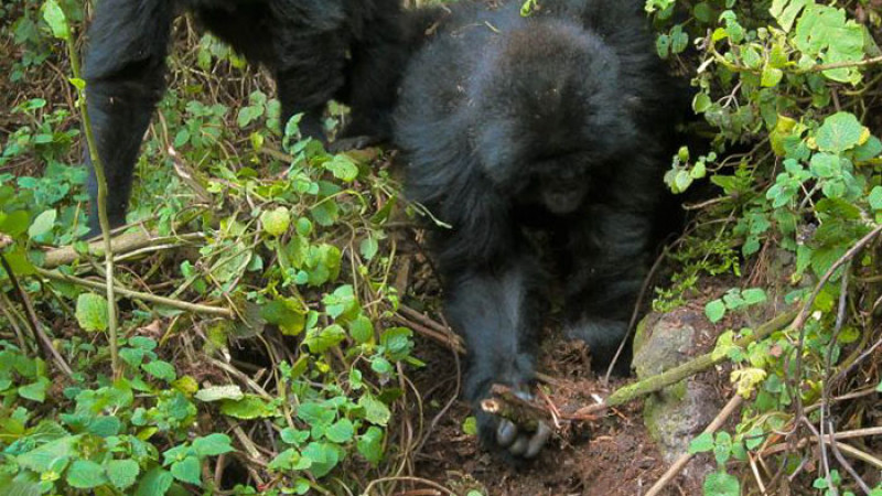© Dian Fossey Gorilla Fund